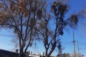 Fabi&aacute;n Mercado