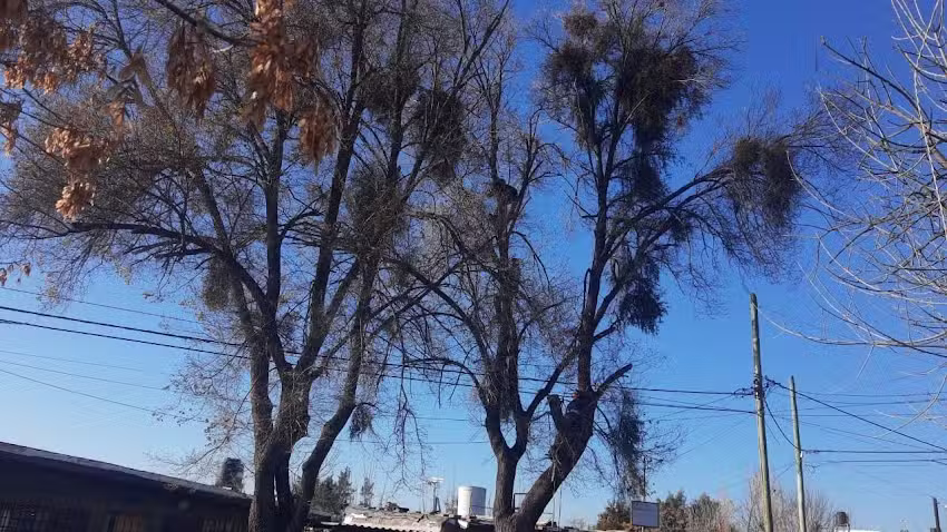 Fabi&aacute;n Mercado